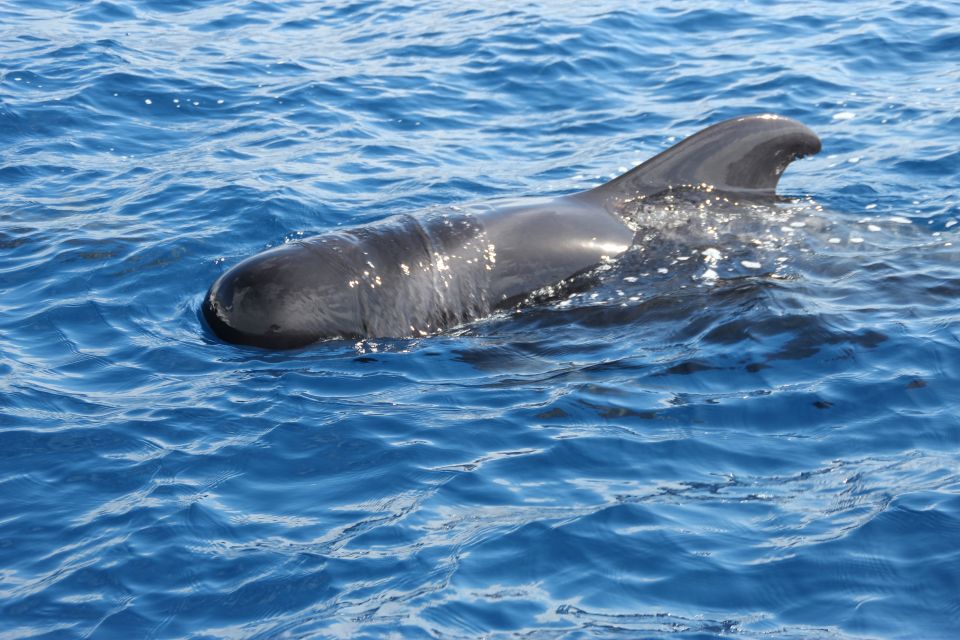 Puerto Colon : Whale & Dolphins Sailing Excursion - Culinary Experience