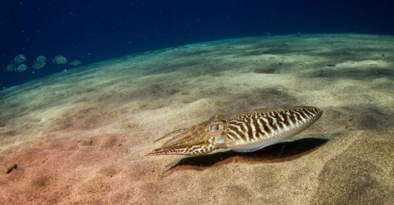 Puerto Del Carmen: 2 Guided Scuba Dives (Certified Only) - Logistics and Transportation