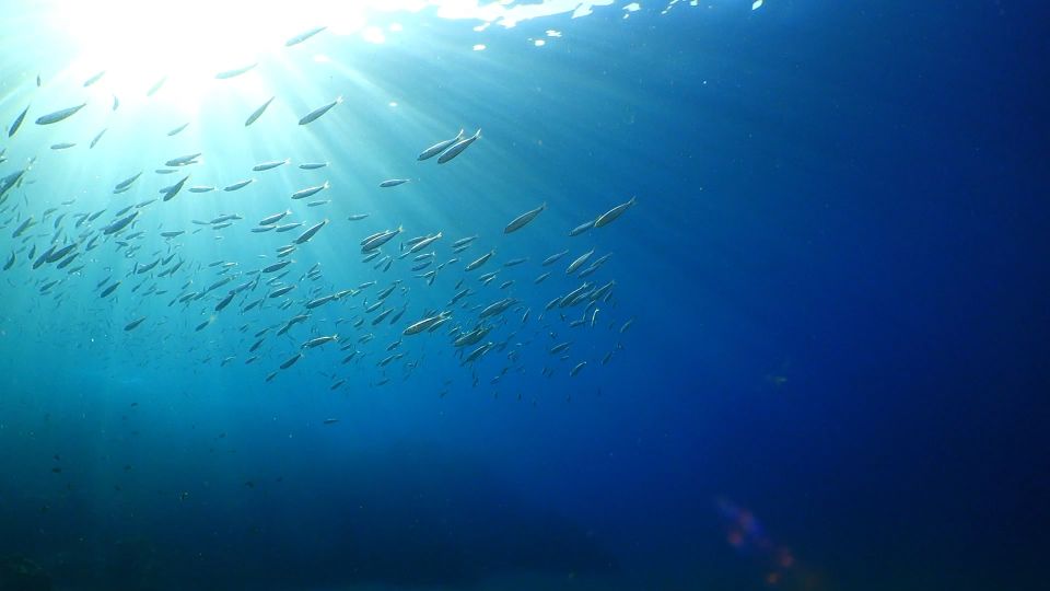 Puerto Del Carmen: Snorkeling Trip With Dive Instructor - Included in the Experience