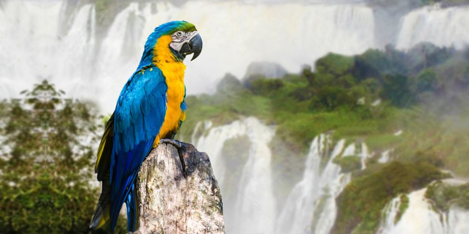 Puerto Iguazu: Iguaza Falls Brazilian Side & Bird Park Tour - Admission Fees Overview