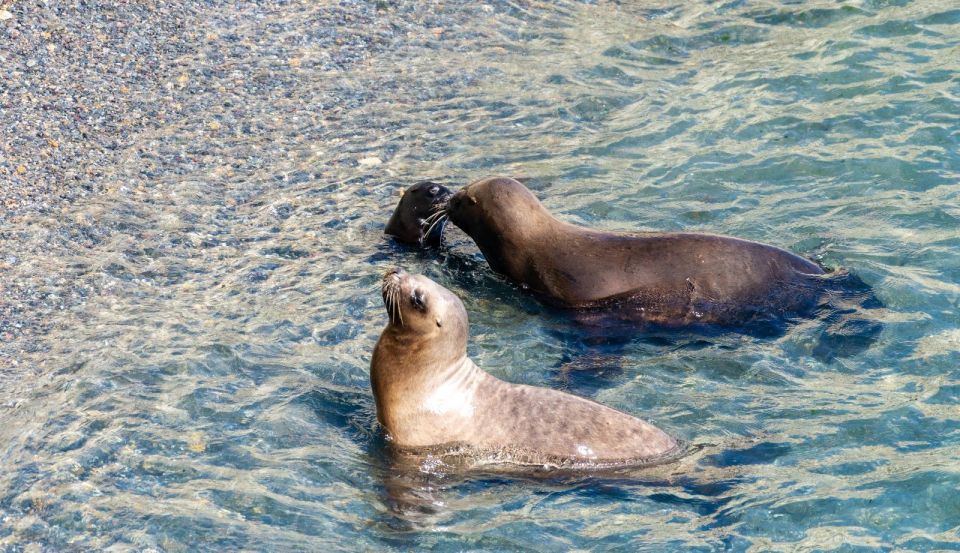 Puerto Madryn: Punta Loma Shore Excursion - Wildlife Viewing Opportunities