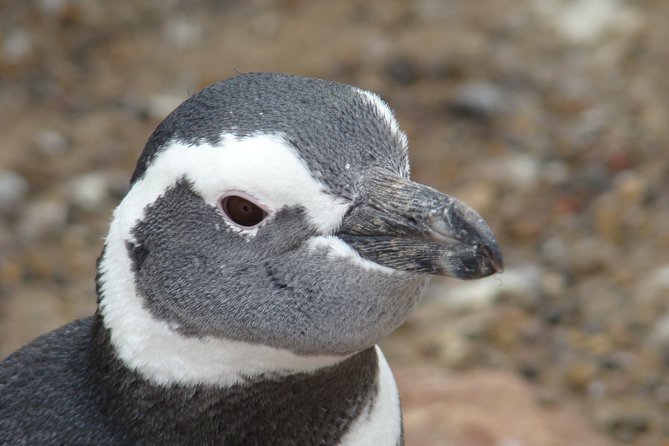 Puerto Madryn Shore Excursion: Private Day Trip to Punta Tombo Penguin Colony - Knowledgeable Guide and Experience