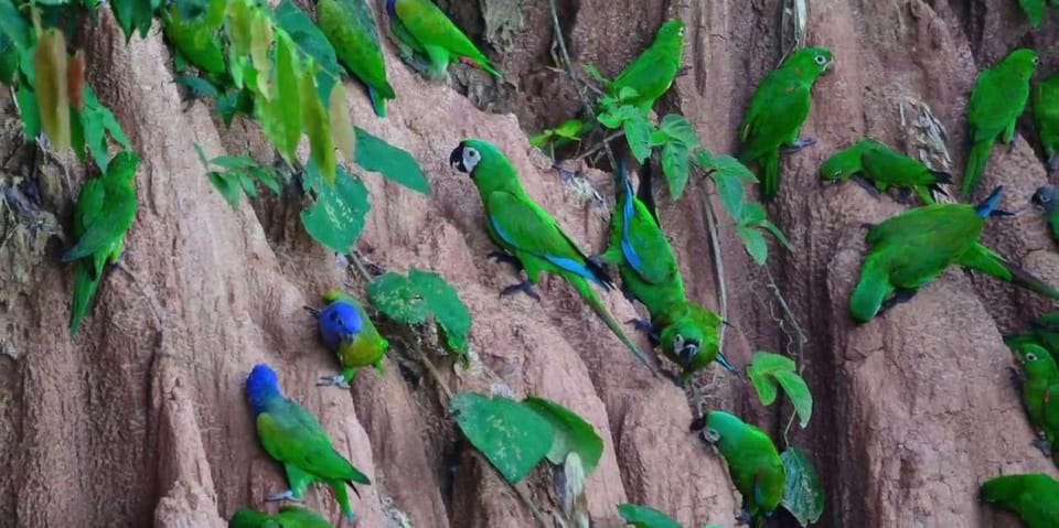 Puerto Maldonado: Macaw Clay Lick 4-Day Tour & Accommodation - Accommodation Options