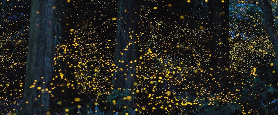 Puerto Princesa Firefly Watching (Shared Tour) - Duration and Pickup