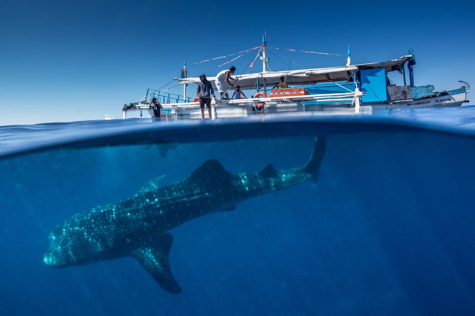 Puerto Princesa: Swim With Whale Sharks Boat Cruise - Whale Shark Encounter Highlights