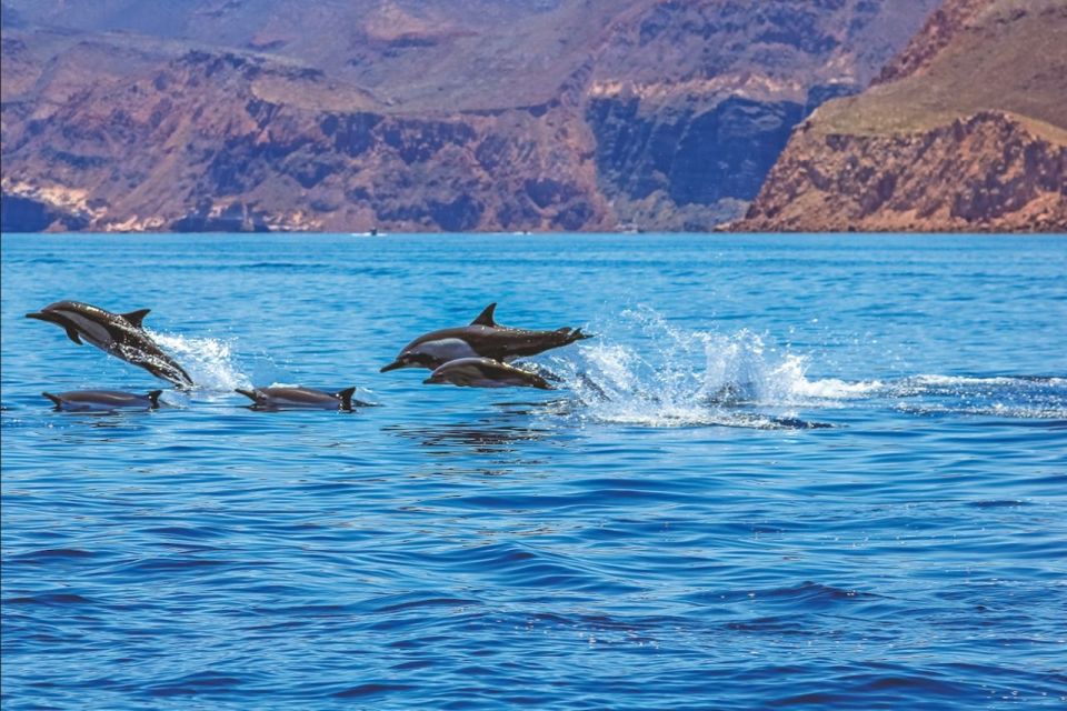 Puerto Rico : 4 H Premium Dolphin Catamaran Tour - Included Activities