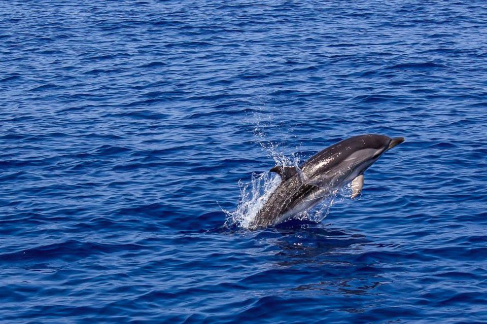 Pula: Dolphin Watching Sunset Cruise With Dinner & Drinks - Highlights and Features