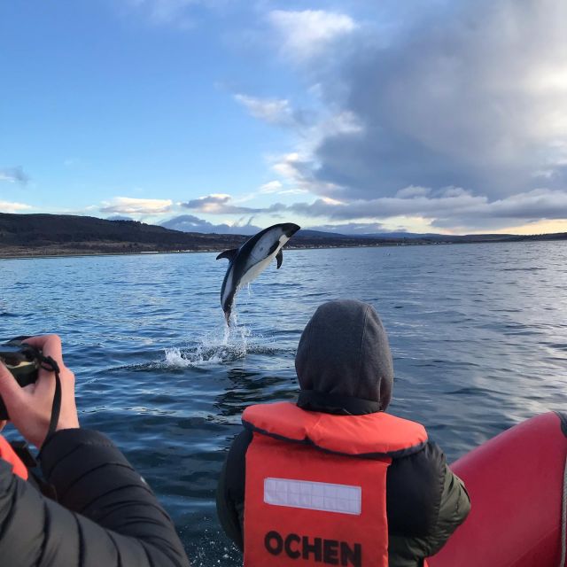 Punta Arenas: Dolphin & Wildlife Watching - Wildlife Interactions