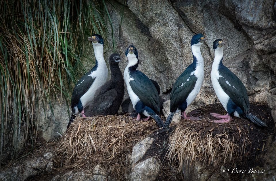 Punta Arenas: Full-Day Whales, Penguins, and Glaciers Tour - Inclusions and Services