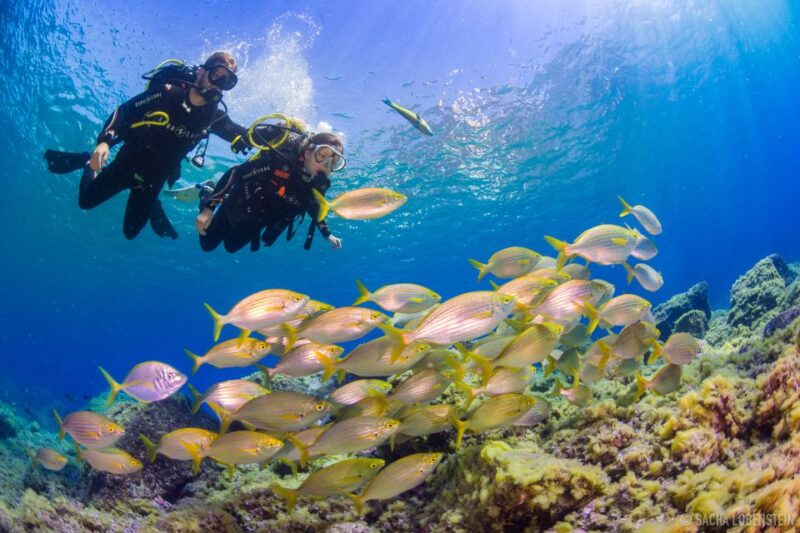 Radazul: Diving Trip in Radazul Bay With Drinks - Pricing and Duration