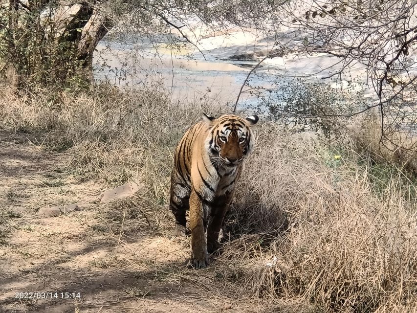 Ranthambore Safari by Canter ( 20 Seater Bus) - Safari Experience