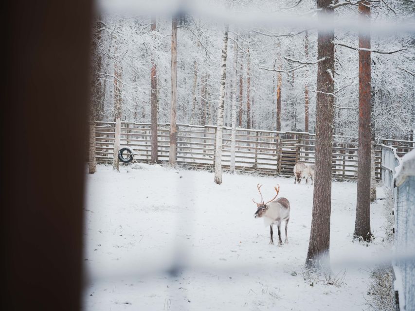 Ranua Wildlife Park Day: Visit the Arctic Animals - Detailed Itinerary