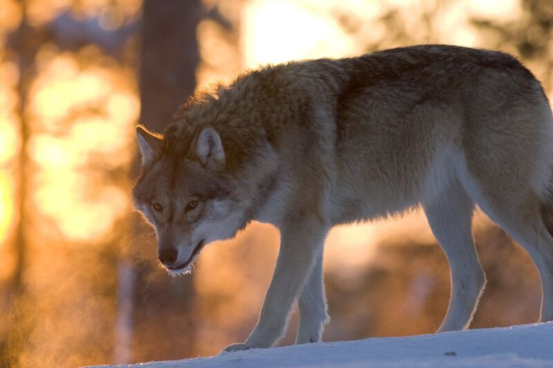Ranua Wildlife Park Guided Tour From Rovaniemi - Inclusions and Amenities