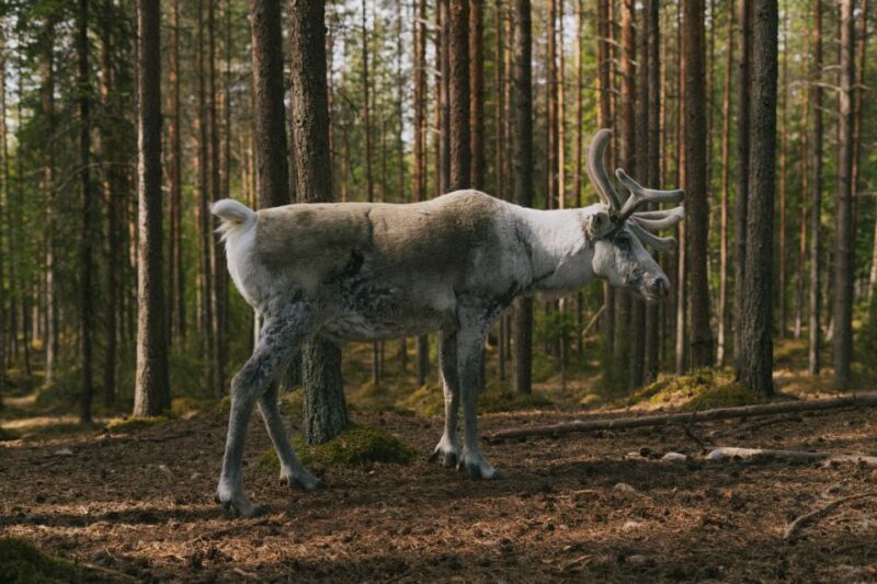 Reindeer Farm Visit With Professional Photographer - Included Features