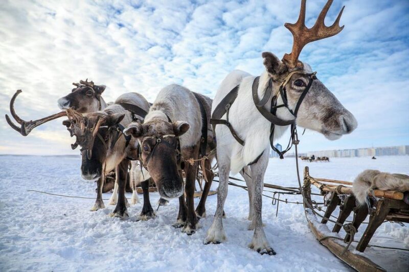 Reindeer Sledding Tour and Visit to the Husky Kennel - Experience Details