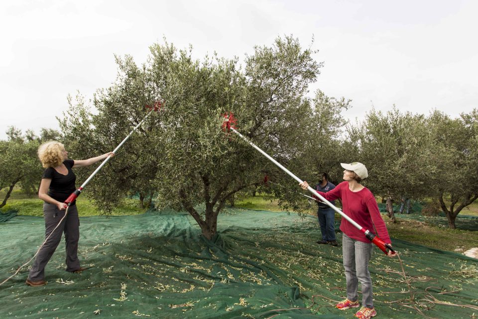 Rethymno: Olive Oil Tasting With Cretan Food Pairing - Cretan Food Pairing