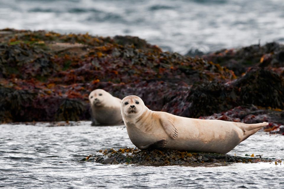 Reykjavik: Small-Group Snæfellsnes Day Trip - Experience and Comfort