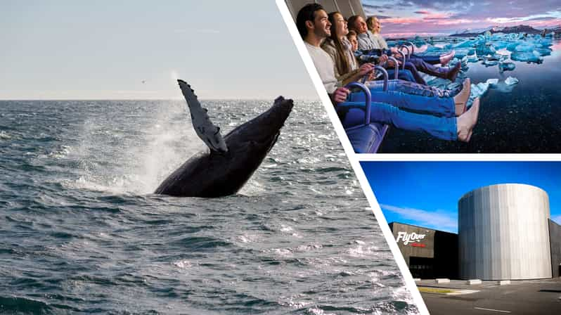 Reykjavík: Whale Watching Cruise and FlyOver Combo Ticket - Whats Included in the Ticket