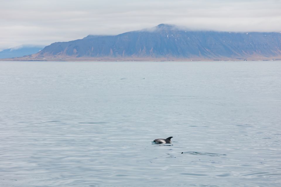 Reykjavík: Whale Watching Cruise on the Amelia Rose Yacht - Unique Wildlife Encounters