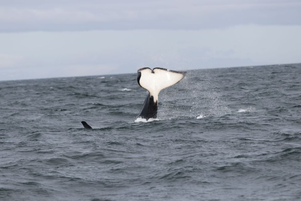 Reykjavik: Whale Watching in Faxaflói Bay & Live Lava Show - Whale Watching Highlights