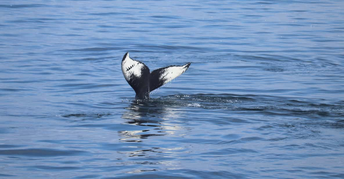 Reykjavik: Whale Watching Morning Expedition - Vessel Amenities