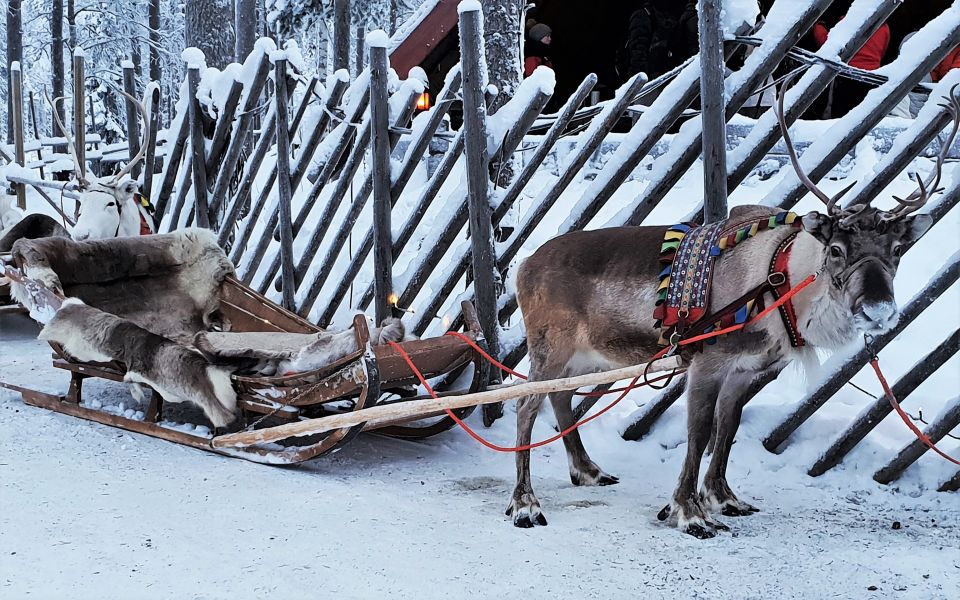 Rovaniemi: Authentic Reindeer Farm Visit and Sleigh Ride - Transportation Details