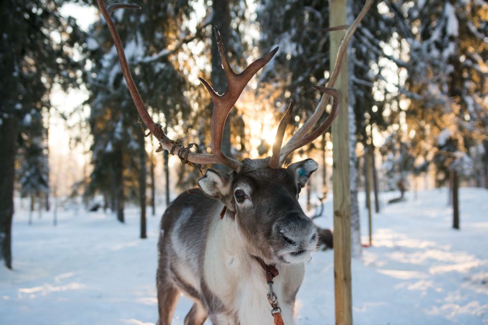 Rovaniemi: Daytime Reindeer Sleigh Ride With Hotel Pickup - Booking Process