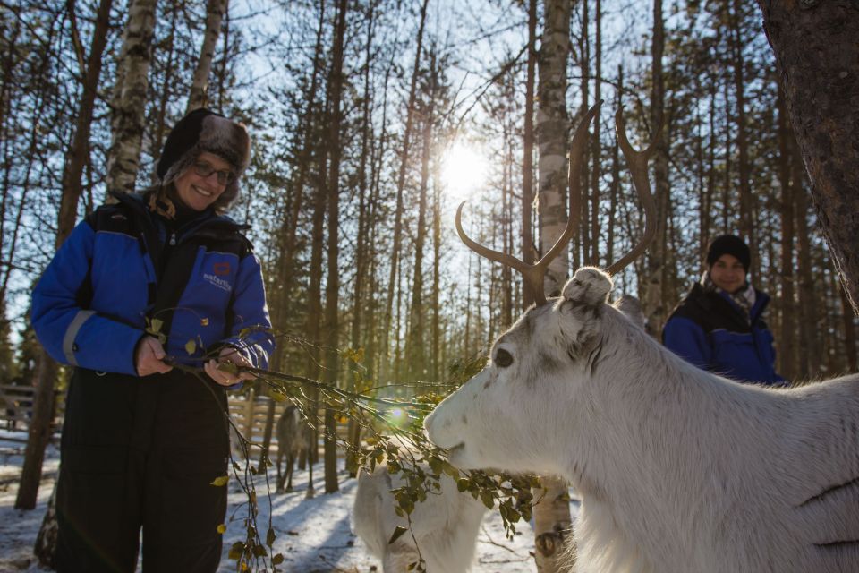 Rovaniemi: Evening Reindeer Safari - Detailed Itinerary