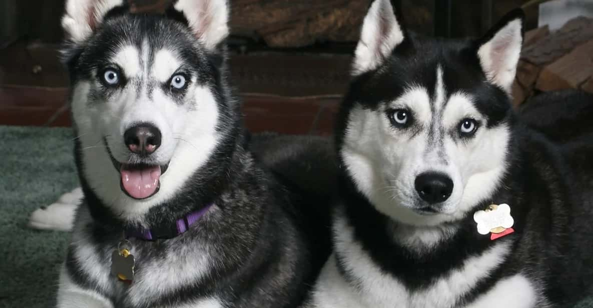 Rovaniemi: Family Friendly Husky Ride and Farm Visit - Who Can Participate