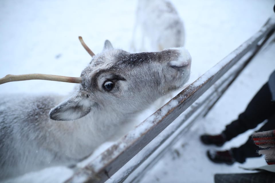 Rovaniemi Highlight Husky, Reindeers Sledge Ride Santa Claus - Itinerary Highlights