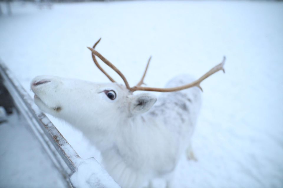 Rovaniemi: Husky and Reindeer Farm Visit With Sleigh Rides - Inclusions of the Tour