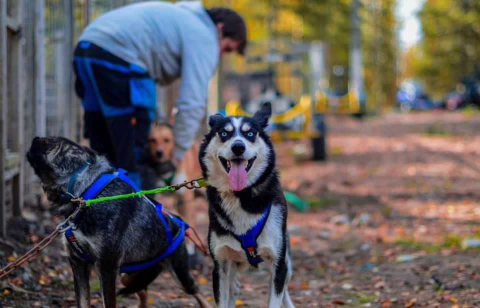 Rovaniemi: Husky Safari Tour & 6-10 Km Self-Driving Mushing - Cultural Significance