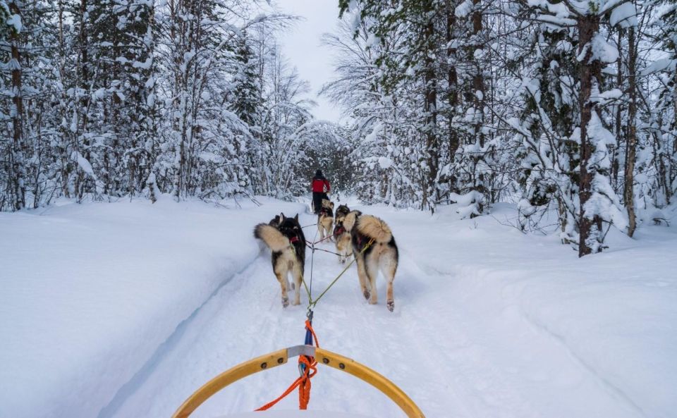 Rovaniemi: Husky Safari Tour & 6-10 Km Self-Driving Mushing - Tour Description