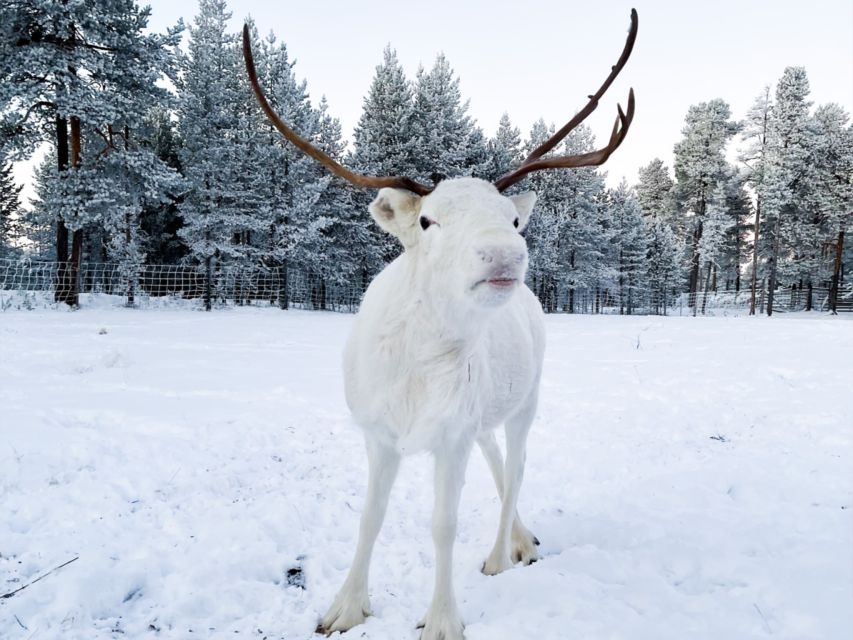 Rovaniemi: Reindeer Farm Visit & Short Sled Ride - Cultural Significance