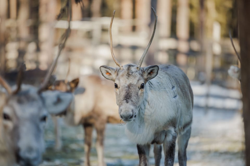 Rovaniemi: Reindeer Farm Visit With Sleigh Ride - Meeting Points and Times