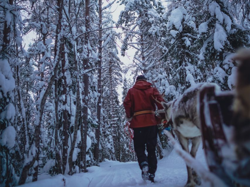 Rovaniemi: Reindeer Safari Tour & 2.5 Km Sled Ride - Reindeer Encounter