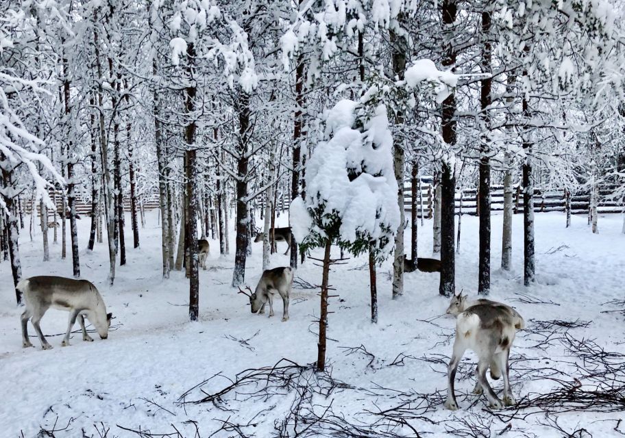 Rovaniemi: Reindeer Sleigh Ride With Hot Drink and Cookies - Inclusions