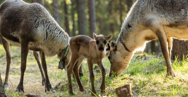 Rovaniemi: Reindeer Summer Farm Visit Tour - Cultural Significance