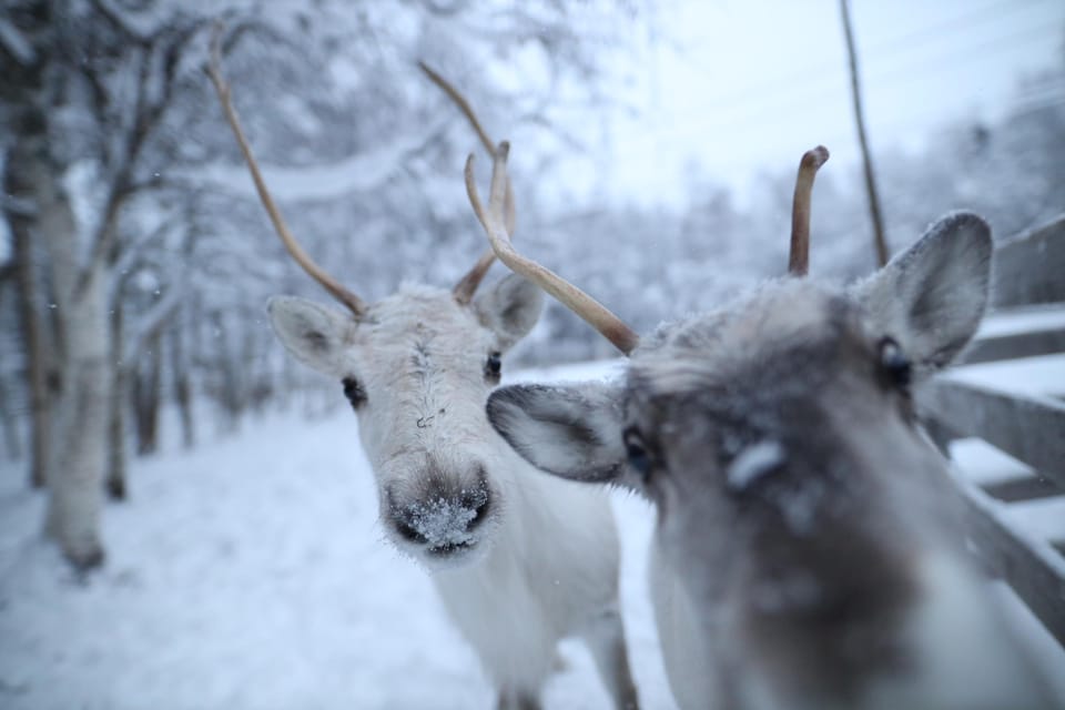 Rovaniemi: Santa Claus Village Tour Huskies & Reindeer Ride - Itinerary Highlights