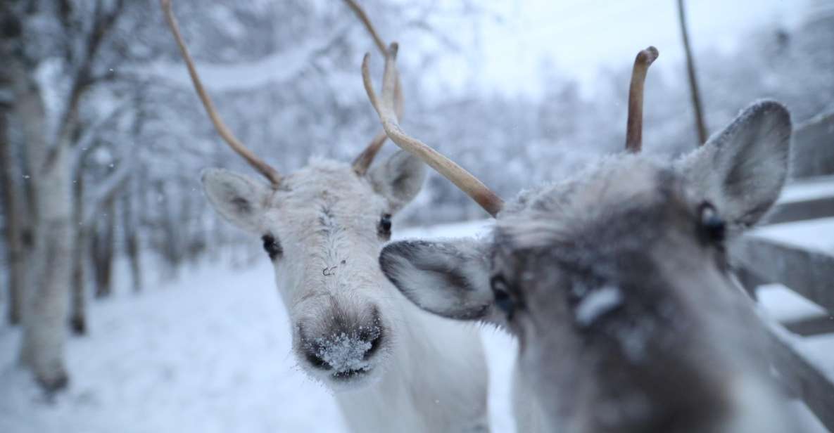 Rovaniemi: Santa Claus Village Tour & Reindeer & Husky Ride - Transportation and Guide