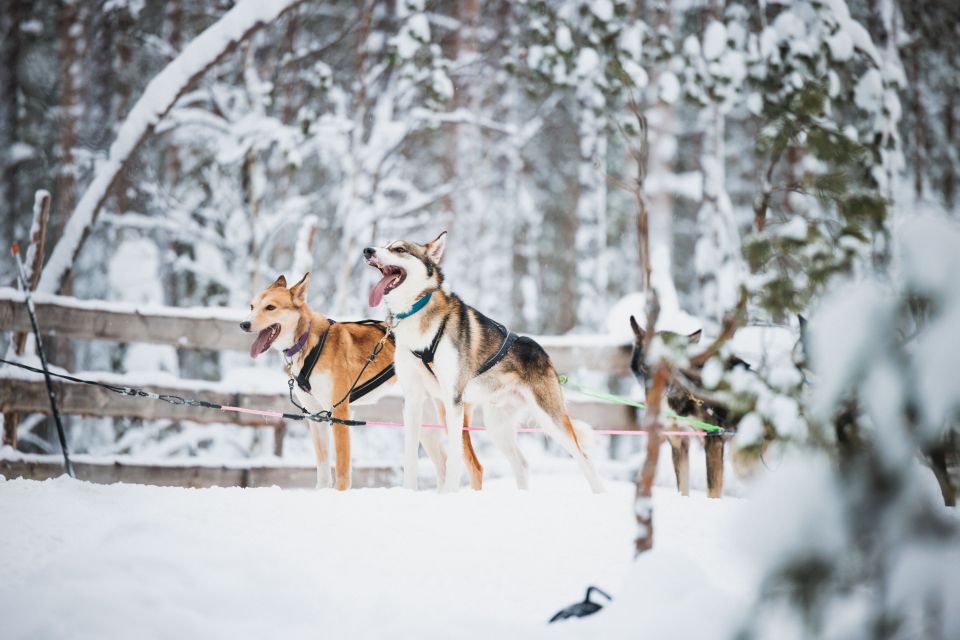 Rovaniemi: Snowmobile Tour and Reindeer Farm Experience - Itinerary and Meeting Points