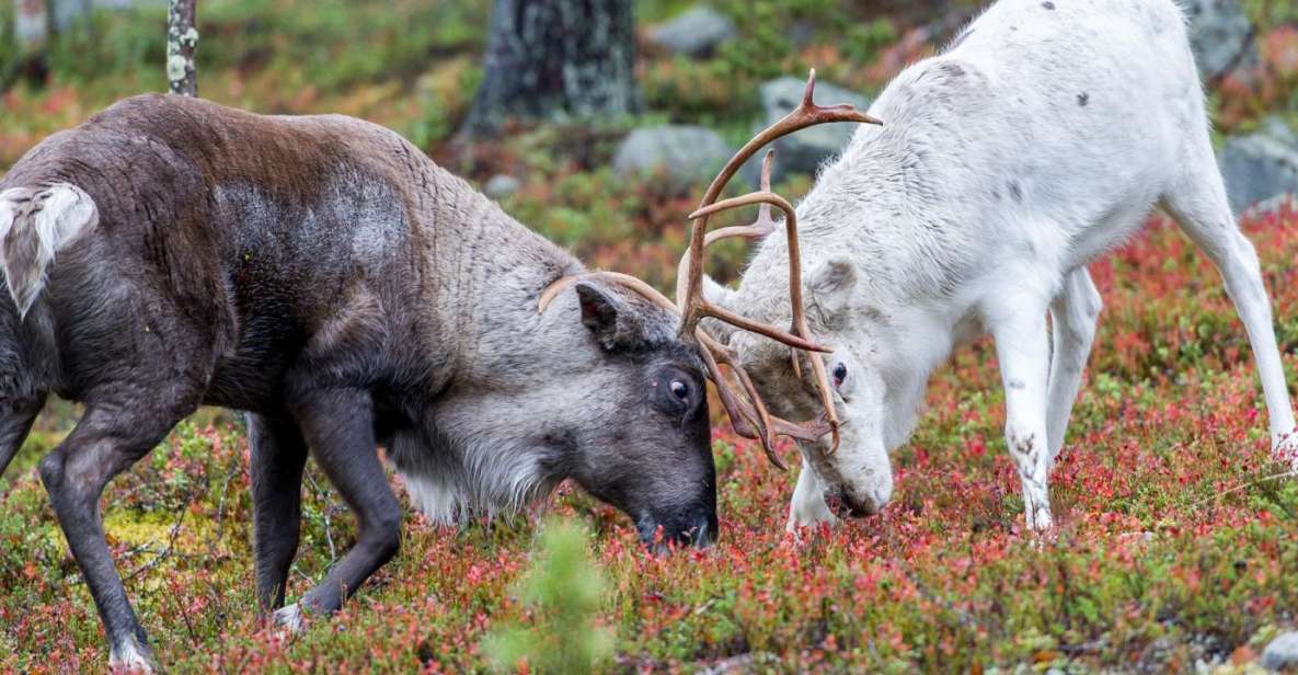 Rovaniemi: Summer Reindeer Farm Experience - Experience Highlights