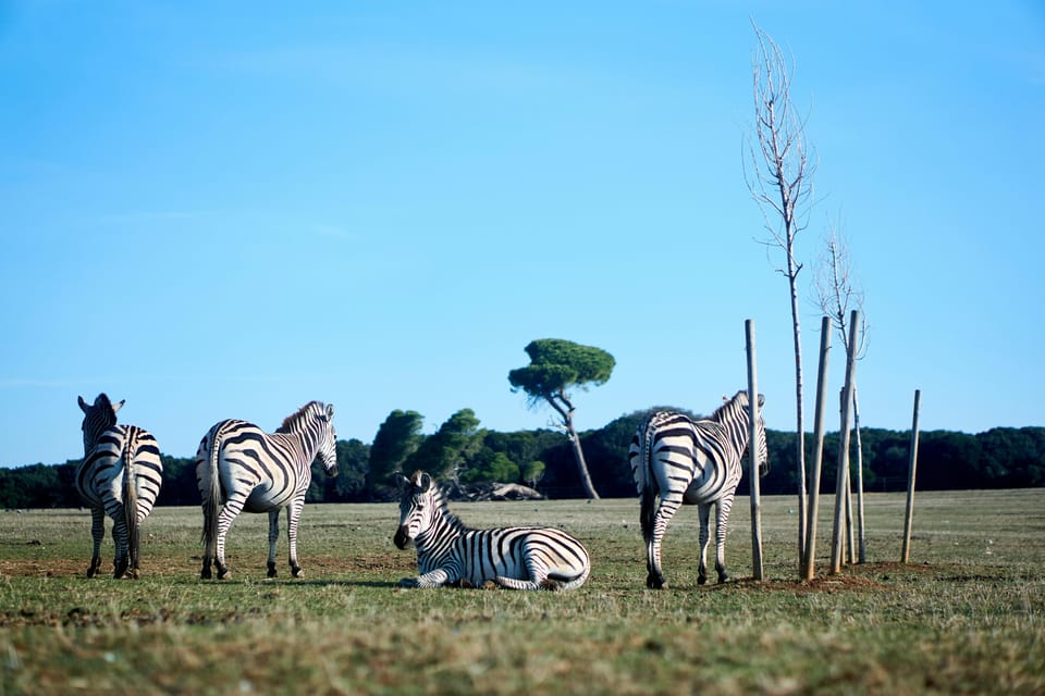 Rovinj: Brijuni National Park Luxury Private Boat Tour - Inclusions