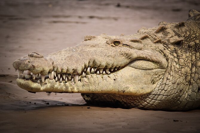 Safari One Day Tour With Butterflies Monkeys Crocodiles Birds - Butterfly Garden Exploration