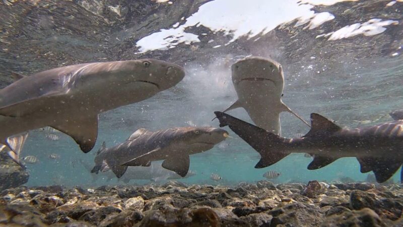 Sal: All-Inclusive Salt Lake, Blue Eye and Shark Bay Tour - Itinerary Details