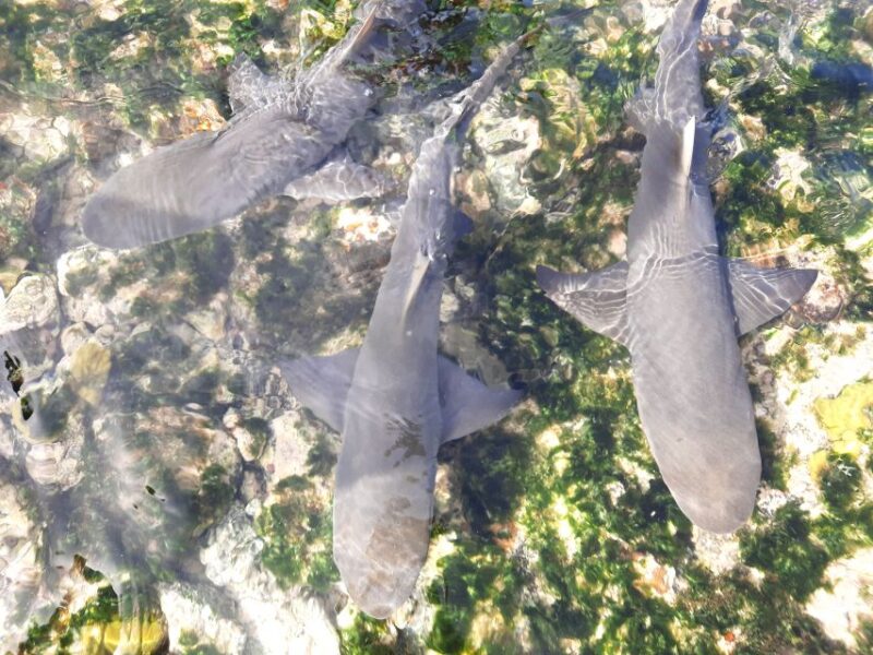 Sal Island: Private Shark Watching & Floating Experience - Customer Reviews and Ratings