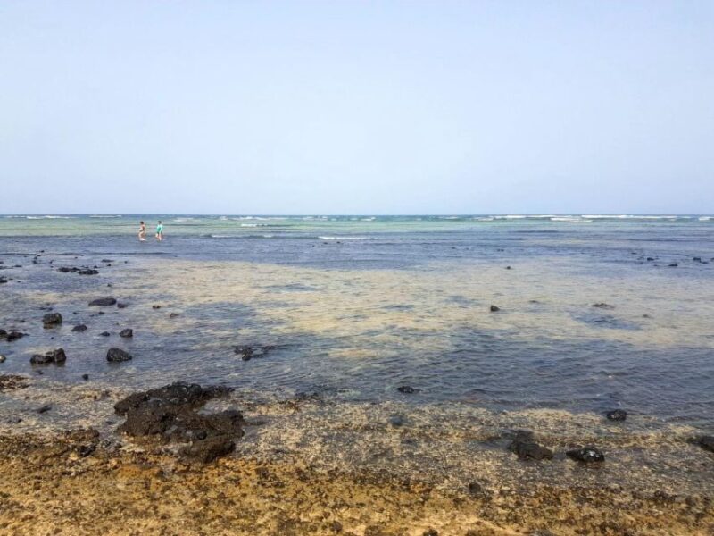 Sal Island: Walk With Lemon Sharks (Finnish Guide) - Included Services