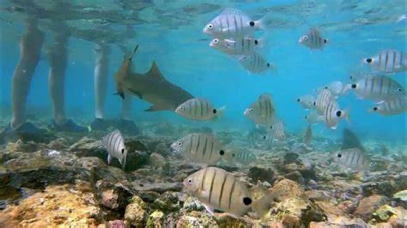 Salt Pans & Lemon Sharks Experience - Discovering the Salt Pans