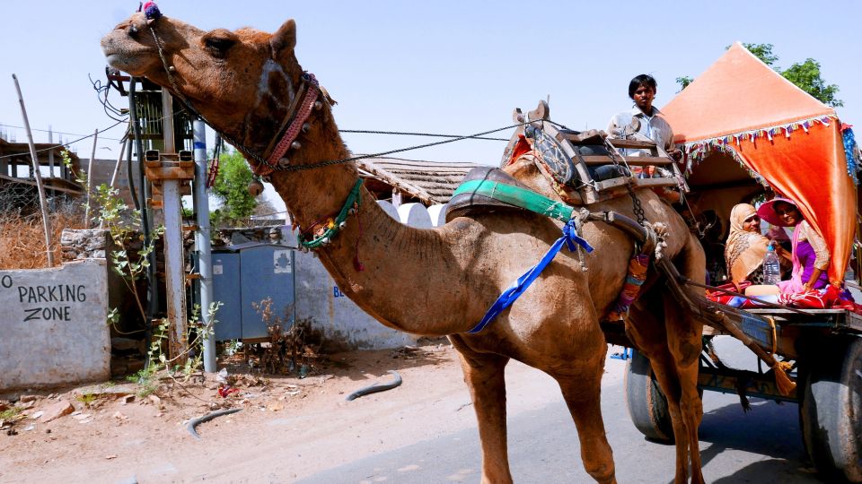 Same Day Temples Tour of Sacred City Pushkar From Jaipur - Transportation Details