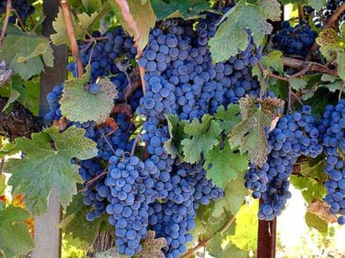 San Francisco: DeLoach Vineyards Private Wine Tour - Tour Inclusions